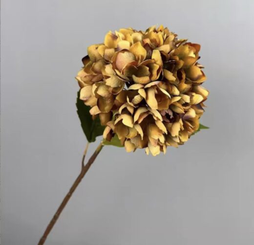 Hortensía - Gul