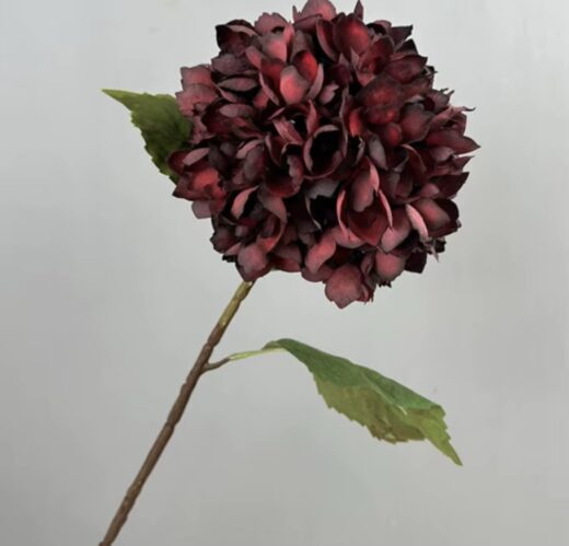 Hortensía - Burgundy