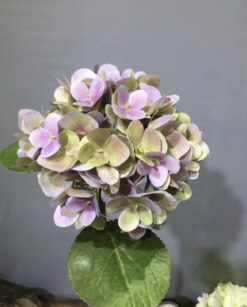 Hortensía - bleik/græn
