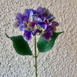 Hortensía - fjólublá