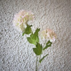 Hortensía tvístofna - ljósbleik