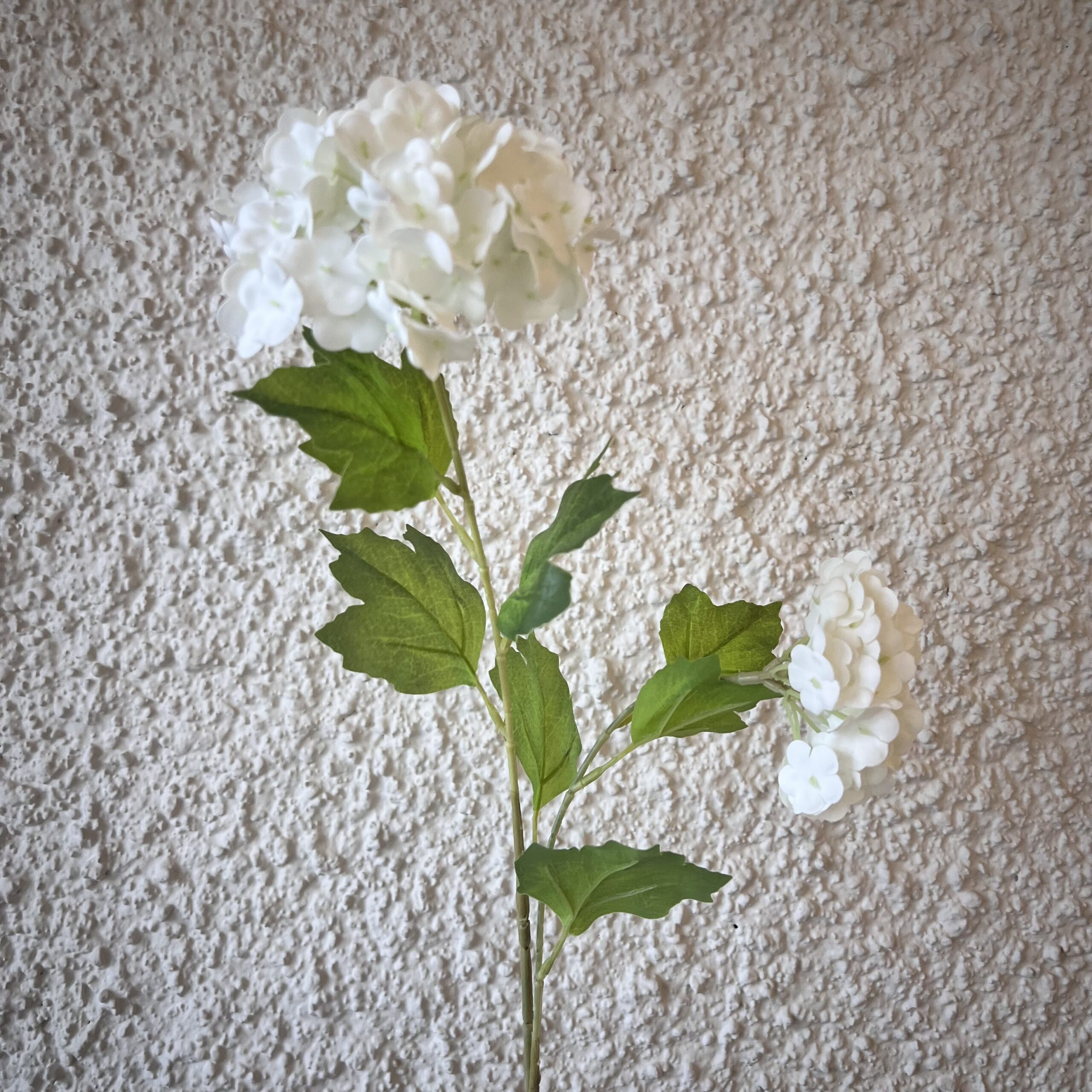 Hortensía tvístofna - hvít