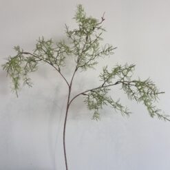 Dill grein