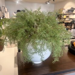 Dill greinar